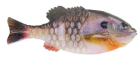 Berkley Powerbait HD Tru Colour Gilly 90mm HD Bluegill