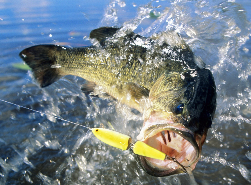 Bass Fishing Essentials!